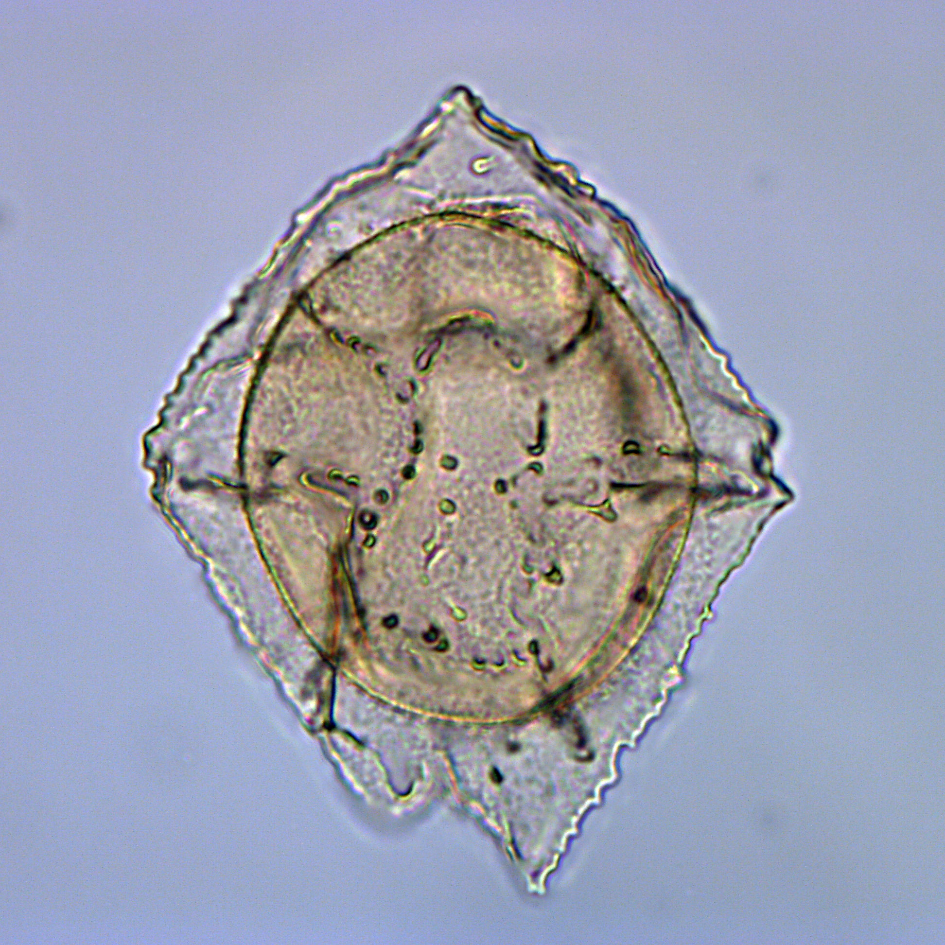 Dracodinium sp., 1410A-13H-6, 65-67, Y26-2, foto-c.jpg